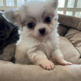 Travis - Cream and white male Chihuahua puppy in Coweta, Oklahoma from Green Country Chihuahuas