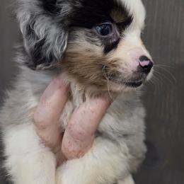 Juno - Blue merle male Miniature American Shepherd puppy in Delta, Ohio from Sunrise Miniature American Shepherds