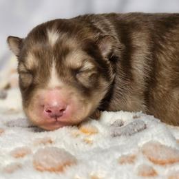 Megumi - Red and white male Siberian Husky puppy in Buckeye, Arizona from Anime Huskies