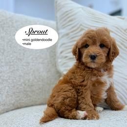 Sprout - Apricot male Goldendoodle puppy in Jackson, Mississippi from T.M. Poodles & Doodles