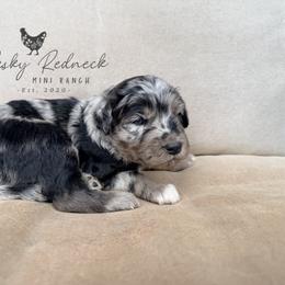 Aussiedoodle and Sarplaninac Puppies from Pesky Redneck Mini Ranch