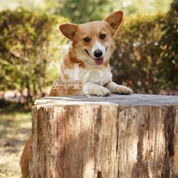 Glow - Pembroke Welsh Corgi