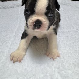 Boston Terrier Puppies from Washburns bostons