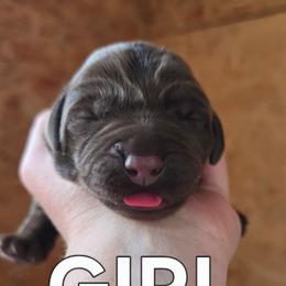 Chocolate female - Chocolate female Labrador Retriever puppy in Clayton, Washington from Full House Ranch Labradors