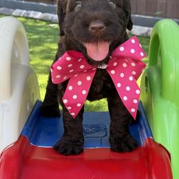 Miss Pink - Chocolate female Australian Labradoodle puppy in Wake Forest, North Carolina from Lucky Country Labradoodles