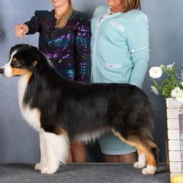 Kix - Australian Shepherd