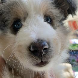 Shetland Sheepdog Puppies from Kochar Shelties