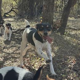 Sam - Rat Terrier
