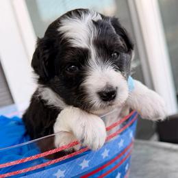 Blue collar toy - Black tri-color male Aussiedoodle puppy in 32046, Florida from River Hill Ranch
