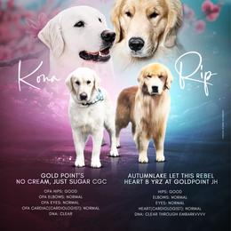 Golden Retriever puppies from Gold Point Pups