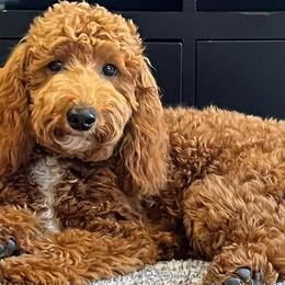 Aussiedoodles and Miniature Australian Shepherds from Rural Iowa Aussies & Doodles