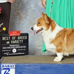 Cardigan Welsh Corgis from Pondside Kennels