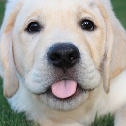 Labrador Retriever Puppies from Castle Hills Labradors