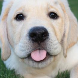 Labrador Retriever Puppies from Castle Hills Labradors