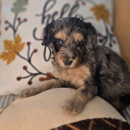 Lucky - Blue merle female Aussiedoodle puppy in Prescott Valley, Arizona from Ramirez Family Doodles