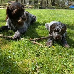 Wirehaired Pointing Griffon Puppies from BradfordWoods Griffons