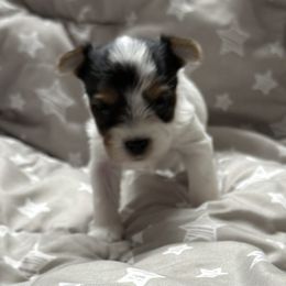 Pascal AKC - Parti male Yorkshire Terrier puppy in Labelle, Florida from Chocolate and Parti Yorkies in Florida