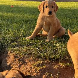 Golden Retriever Puppies from RuTess Goldens