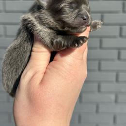 Butterball - Blue male Pomeranian puppy in Newark, Ohio from Keeperofstars Pomeranians
