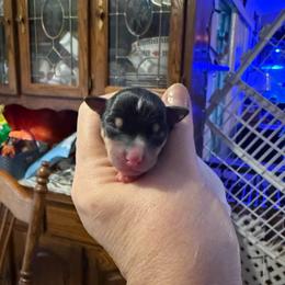 Pup L1 - White black and tan male Toy Fox Terrier puppy in Clermont, Florida from Debbie Hiles's Toy Fox Terriers
