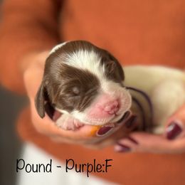 Pound - Apricot female Australian Labradoodle puppy in Morgan Hill, California from Loving Labradoodle