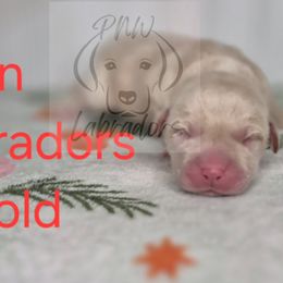 Kevin - Yellow male Labrador Retriever puppy in Rogue River, Oregon from PNW Labradors