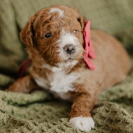 Alfie - Red  male Goldendoodle puppy in Patterson, California from Dooling Doodles