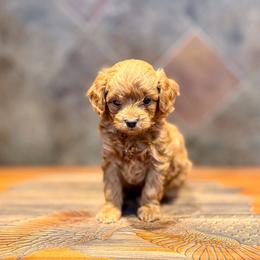 Tin Man - Red  male Goldendoodle puppy in Bells, Texas from Partridge Doodles and Poodles