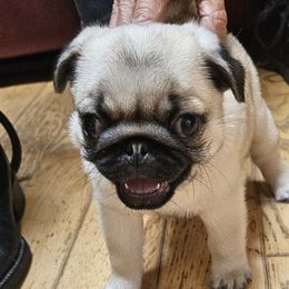 Pugs from Kashmir Pugs
