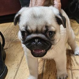 Pugs from Kashmir Pugs
