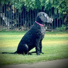 Curly-Coated Retriever Puppies from Pizzazz Retrievers