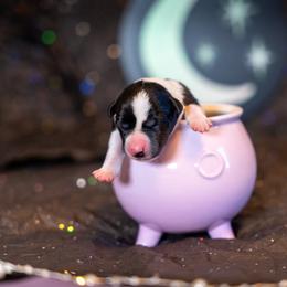 Border Collie, Papillon, Sporty Mix, and Whippet Puppies from Old Hemp Border Collies / Open Horizon Sport Dogs