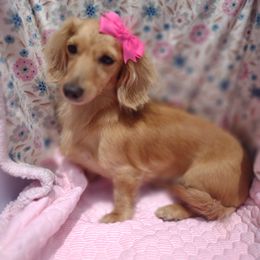 Britney - Dachshund