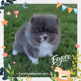 Eeyore - AKC - Blue male Pomeranian puppy in Eatonville, Washington from Foxy Forest Poms
