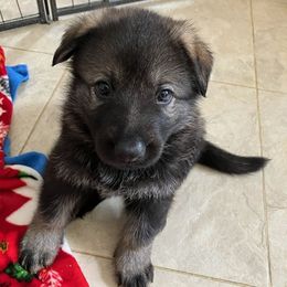 Nutmeg (no collar) - Sable German Shepherd puppy in Near Richmond, Virginia from German Shepherds of Virginia
