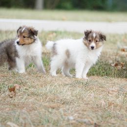 Pomsky, Rottweiler, Shetland Sheepdog, and Toy Shetland Sheepdog Puppies from Mountain High Kennels