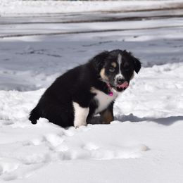 Australian Shepherd Puppies from Glacier Aussies