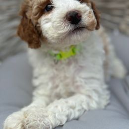 Venice - Poodle puppy from Lavishly Loved Pets LLC