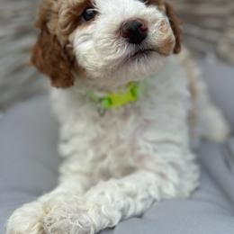 Venice - Poodle puppy from Lavishly Loved Pets LLC