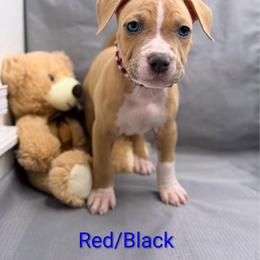 Red and Black Collar Male - Blue fawn male American Pit Bull Terrier puppy in Pensacola, Florida from Alpha Alliance Kennels