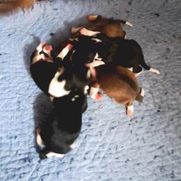Tri Girl 1 - Tri-color female Basenji puppy in Tuttle, Oklahoma from Steadfast Farm (SFF)