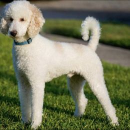 Charlie - Australian Labradoodle