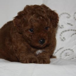 Australian Shepherd, Goldendoodle, and Poodle Puppies from 5AFarms