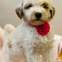 Chow Chow, Goldendoodle, and Poodle Puppies from Regal Canine Creations