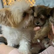 Shichons and Shorkies from Puppies R Us