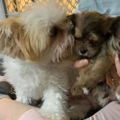 Shichons and Shorkies from Puppies R Us