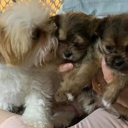 Shichons and Shorkies from Puppies R Us