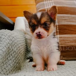 Hazel - Black and tan female Pembroke Welsh Corgi puppy in Bend, Oregon from Highland Meadow Corgis