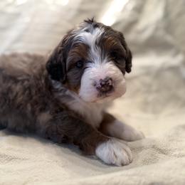 Marble - Blue merle female Bernedoodle puppy in Ashland, Kentucky from Still Waters Farm