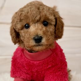 Black Collar - Red  male Poodle puppy in Pentwater, Michigan from Dumaw Creeks Pups